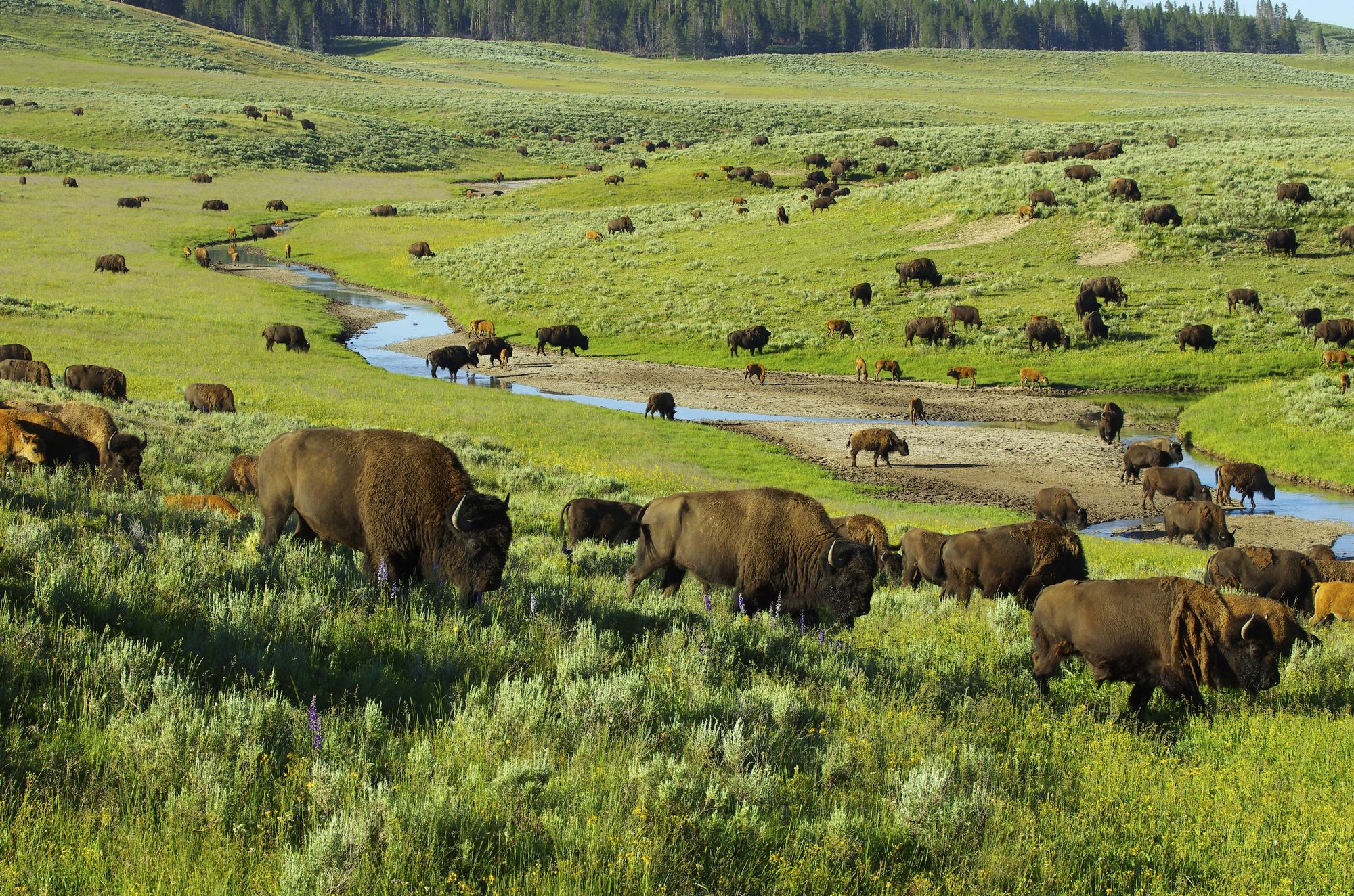 La caccia ai bisonti